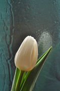 7th Mar 2014 - White Tulip #1