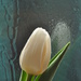 White Tulip #1 by jayberg