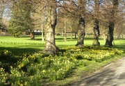 7th Mar 2014 - Daffodils