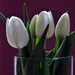 Tulips #2 by jayberg