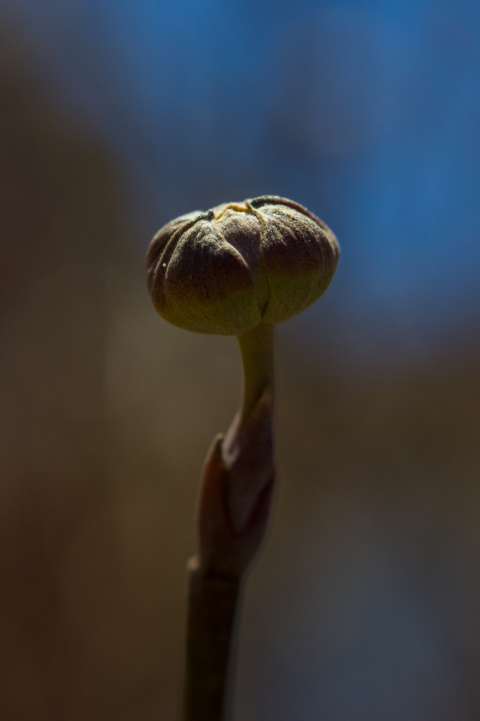 Dogwood Bud (or E.T.)--Cornus florida by darylo