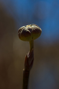 8th Mar 2014 - Dogwood Bud (or E.T.)--Cornus florida