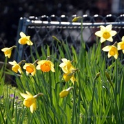 6th Mar 2014 - daffodils
