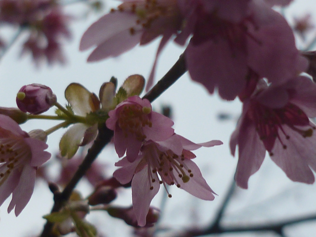Spring Bloosom by countrylassie