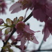 Spring Bloosom by countrylassie
