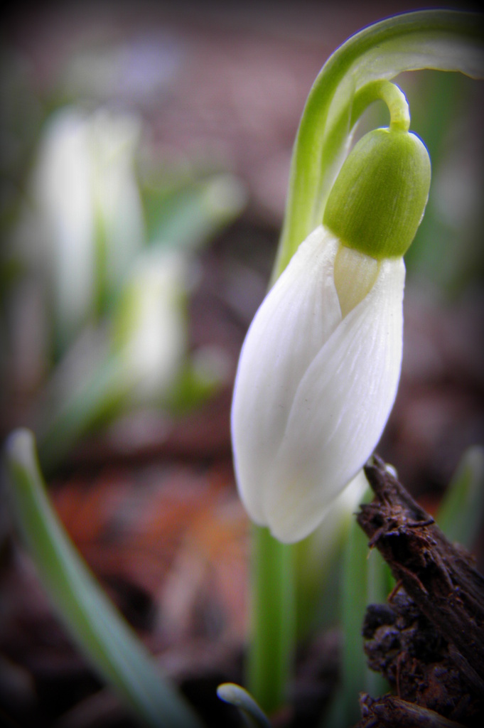 Snow Drops are Coming by daisymiller