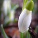 Snow Drops are Coming by daisymiller