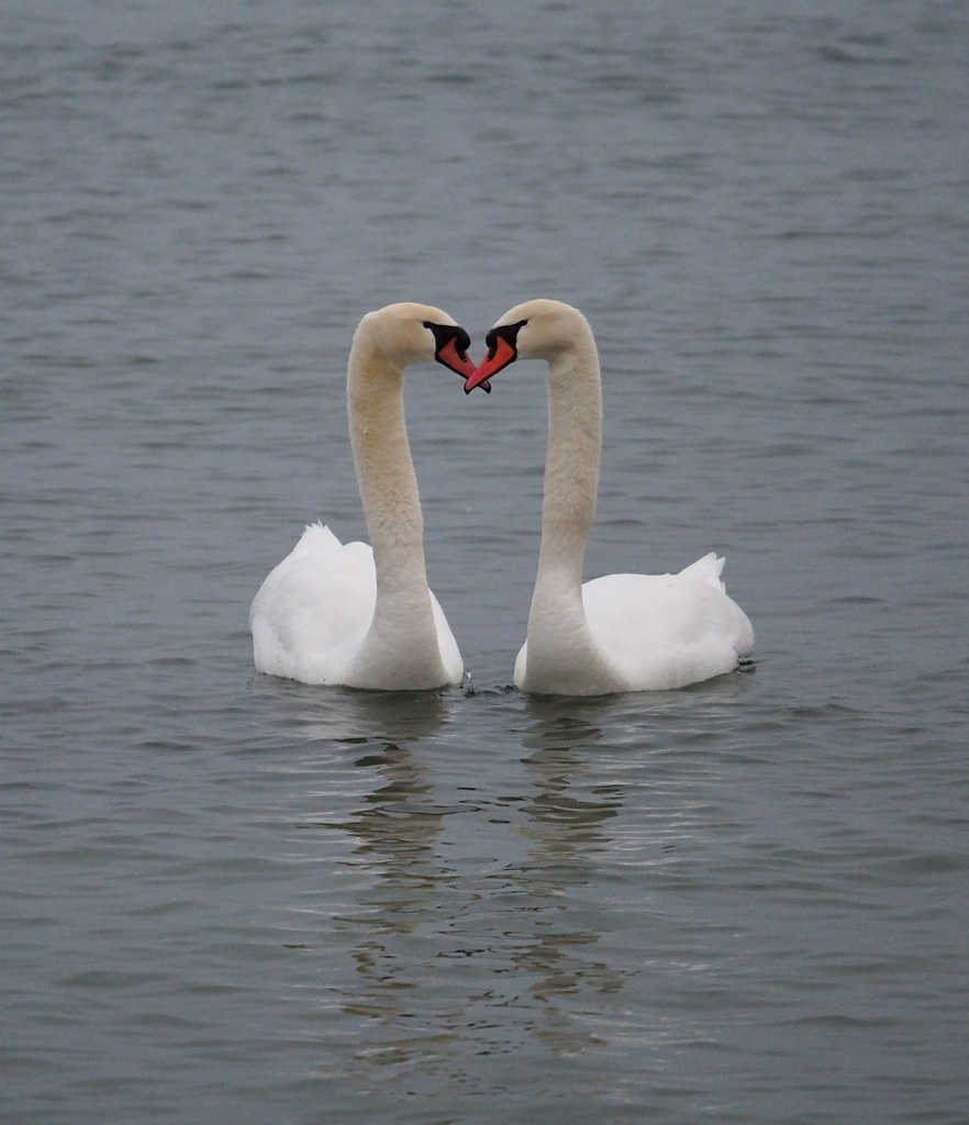 Love in the Air by selkie