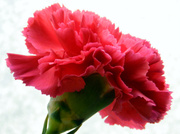 8th Mar 2014 - Sweet Carnation