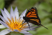 9th Mar 2014 - Monarch Butterfly