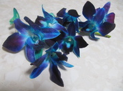 9th Mar 2014 - Gorgeous Purple Blue Dendrobium.