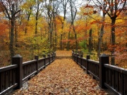 7th Nov 2013 - Fall in Wisconsin