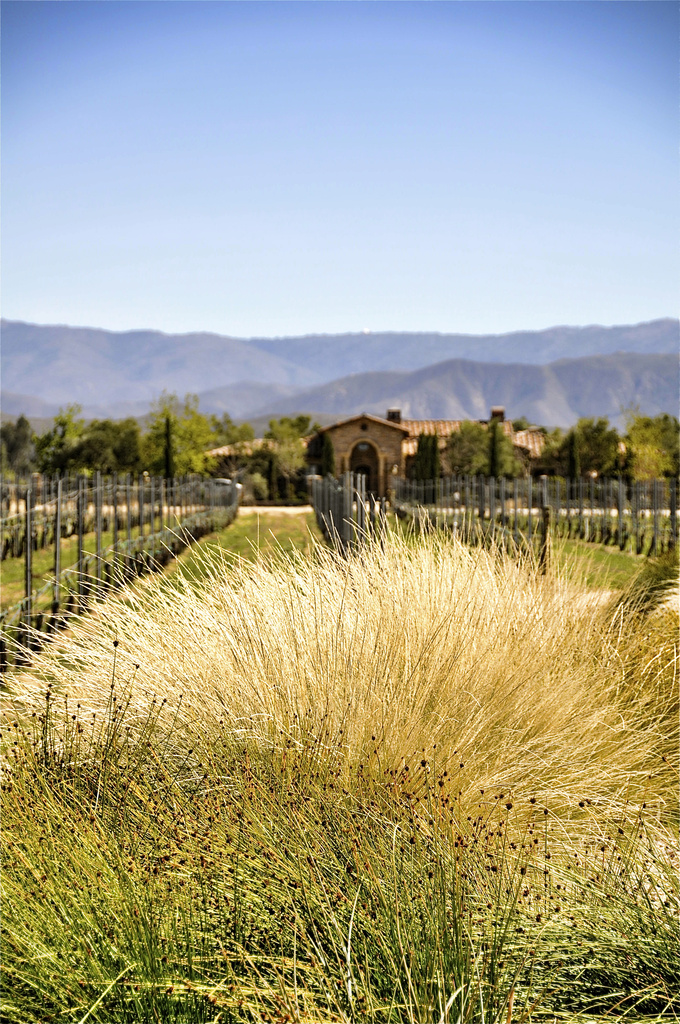 Wine Country Temecula by joysfocus