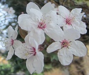 8th Mar 2014 - Spring blossom