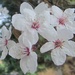 Spring blossom by anne2013