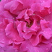 Rose close up in the early morning by gigiflower