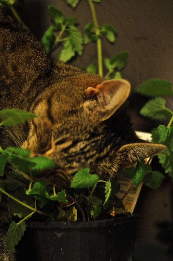 Do cats like catnip? .. Yes! they do! by brigette