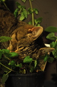 7th Mar 2014 - Do cats like catnip? .. Yes! they do!