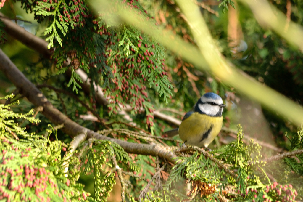 Out of focus Blue tit by richardcreese