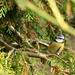 Out of focus Blue tit by richardcreese
