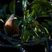 Robin in a Lemon Tree by taffy