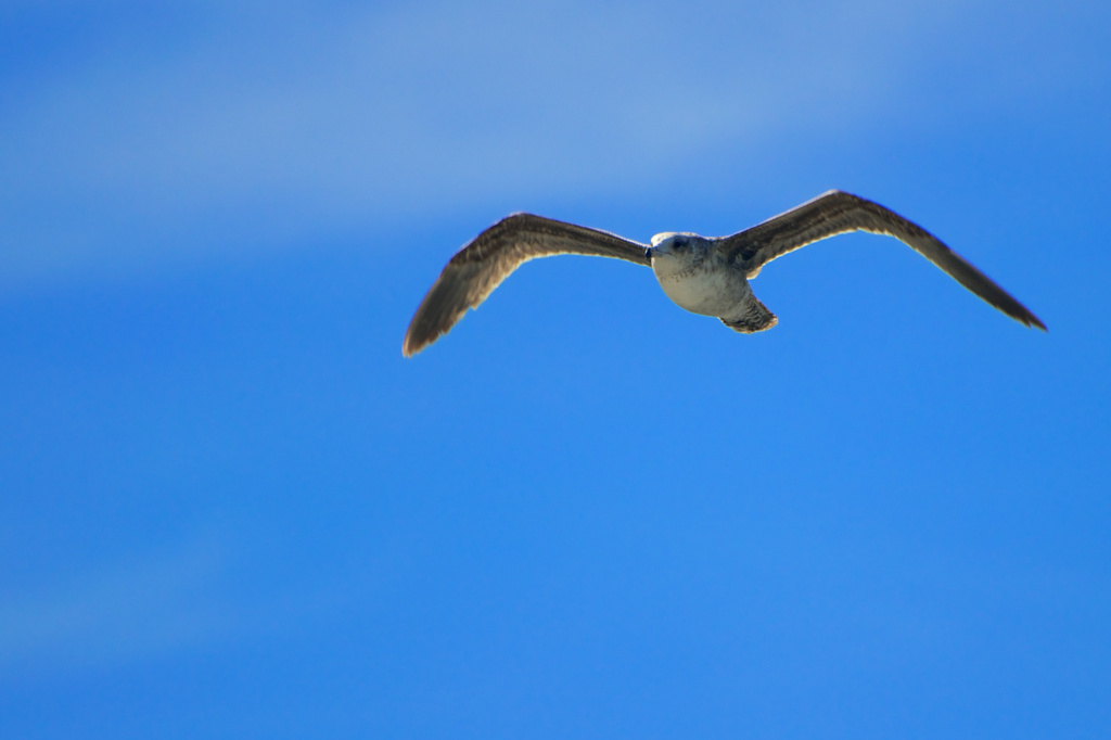 Bird in Flight by taffy