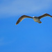 Bird in Flight by taffy