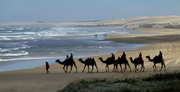 9th Mar 2014 - Camels at Birubi Beach