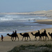 Camels at Birubi Beach by onewing