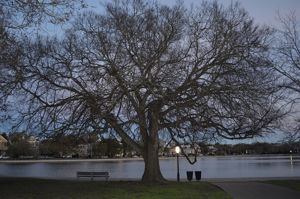 My favorite hackberry tree at Colonial Lake.  It will soon be leafing out.  A beautiful display on this majestic tree. by congaree