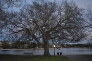 9th Mar 2014 - My favorite hackberry tree at Colonial Lake.  It will soon be leafing out.  A beautiful display on this majestic tree.