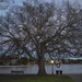 My favorite hackberry tree at Colonial Lake.  It will soon be leafing out.  A beautiful display on this majestic tree. by congaree