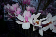 6th Mar 2014 - Japanese magnolia