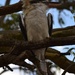 resident kookaburra by dianeburns