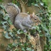 Squirrel..the return by ziggy77