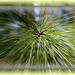 Pine branch by vernabeth