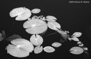 9th Mar 2014 - Nature in Black and White