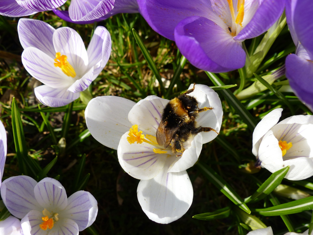  Bee in Crocus Flower by susiemc