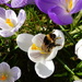  Bee in Crocus Flower by susiemc