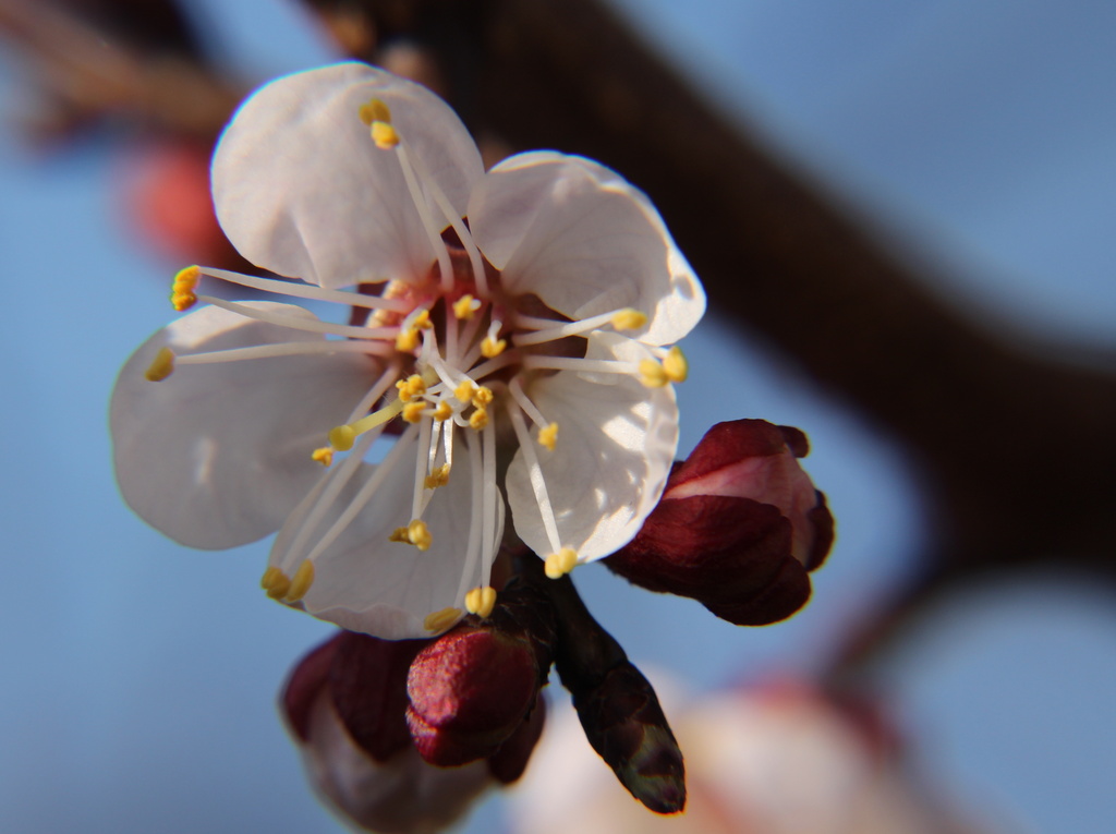 Apricot blossom by busylady