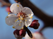 9th Mar 2014 - Apricot blossom
