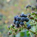 Ivy berries by ziggy77