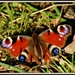 Butterflies are back by rosiekind