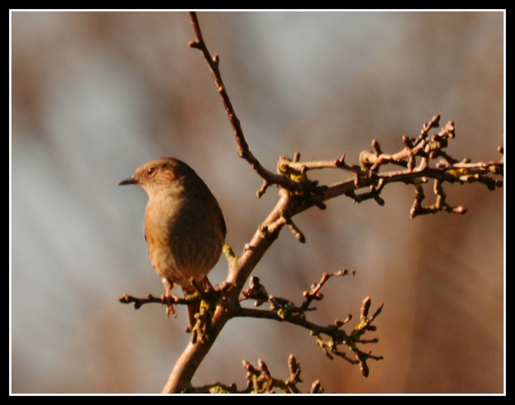  Another dunnock by rosiekind