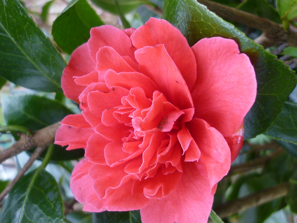 Colourful Camellia by countrylassie