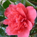 Colourful Camellia by countrylassie