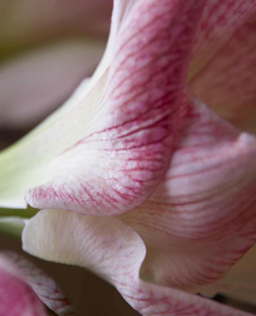 Amaryllis swirls PS 2-2 by houser934