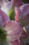 3rd Feb 2014 - What's the plural of amaryllis?