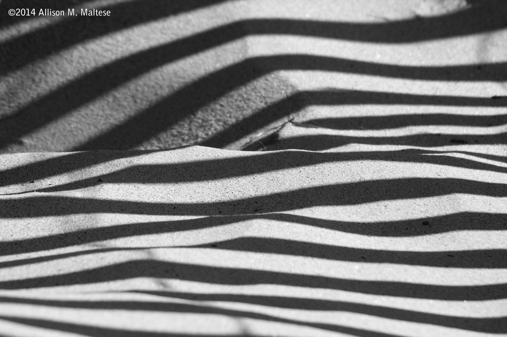 Zebra Beach by falcon11