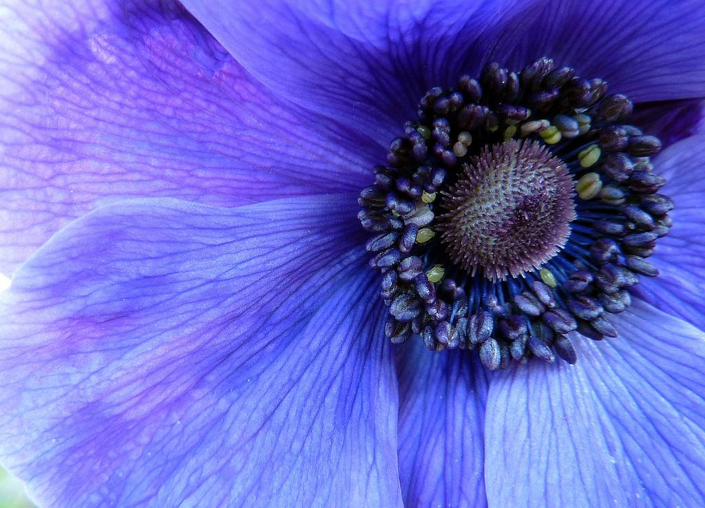 Inside the Anemone  by phil_howcroft